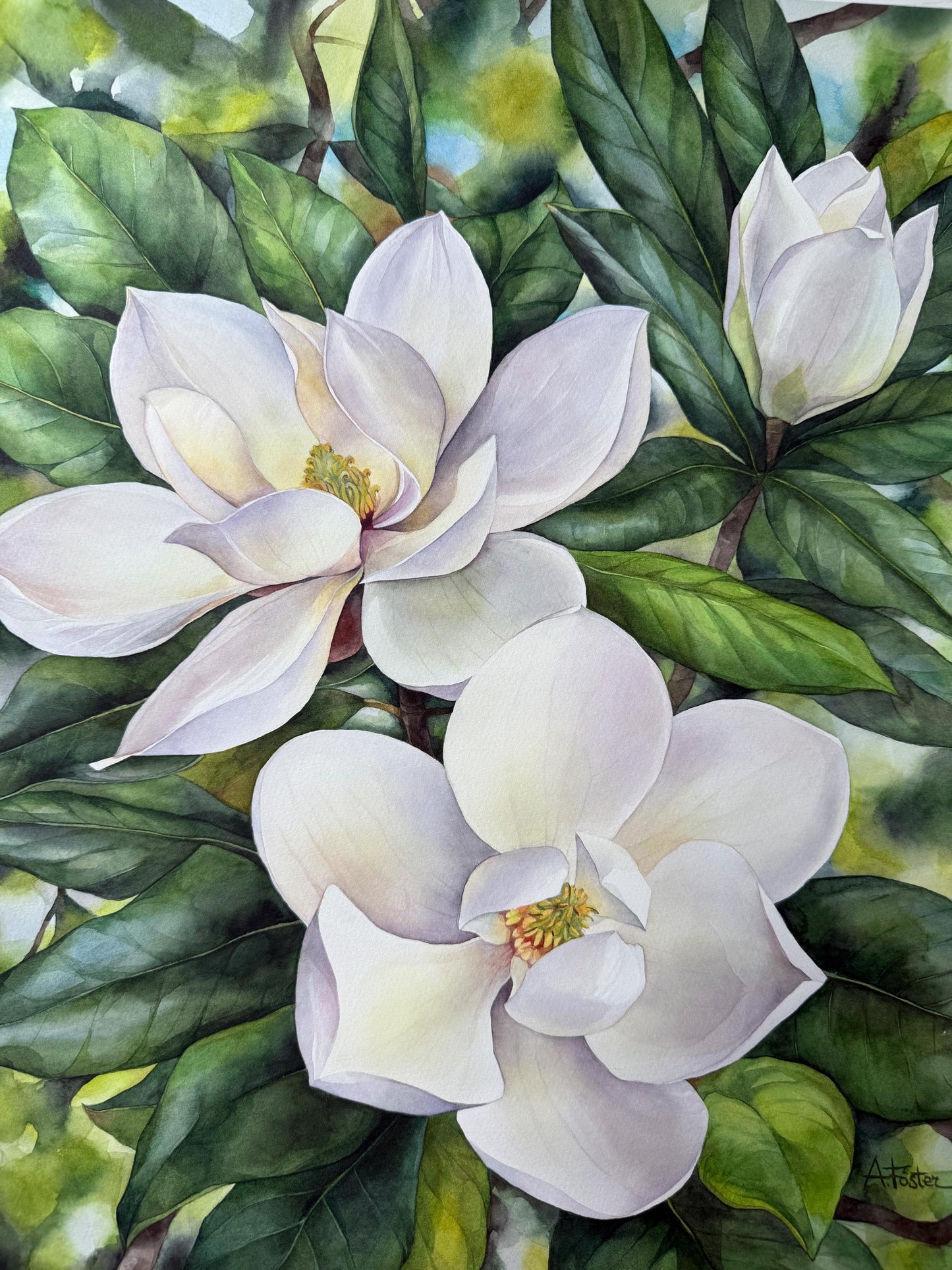 Southern Magnolias. Original watercolor painting.