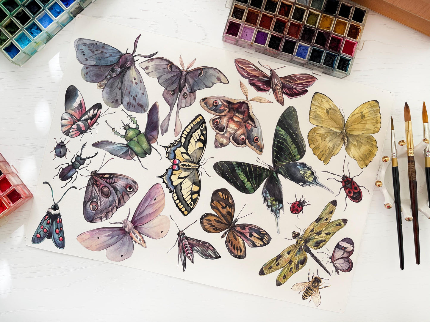 Butterfly Collection. Original watercolor painting.