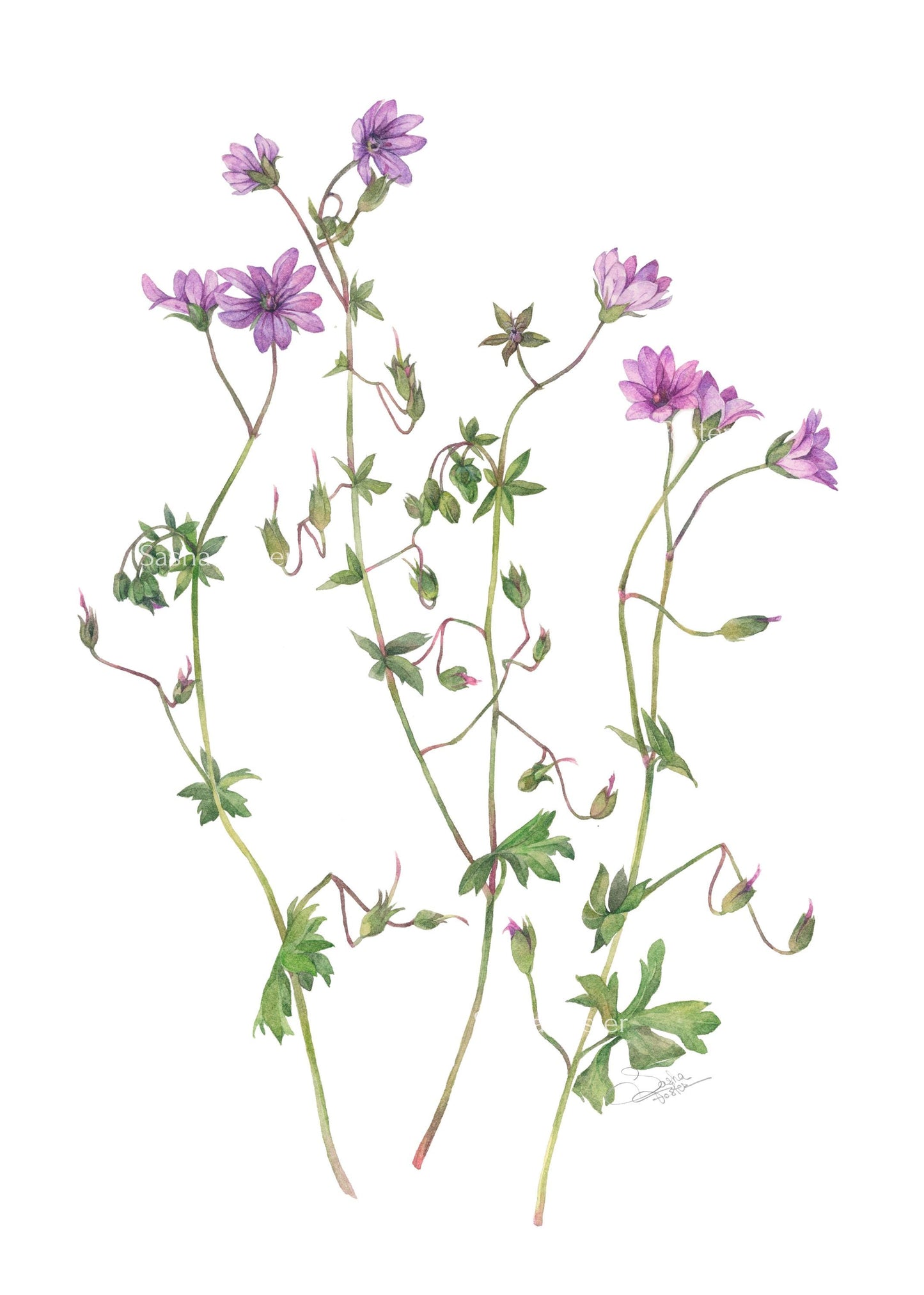Purple wildflowers. Original watercolor painting.