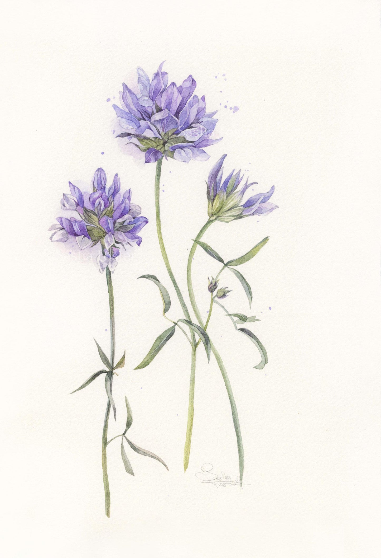 Blue Wildflowers. Original watercolor painting.