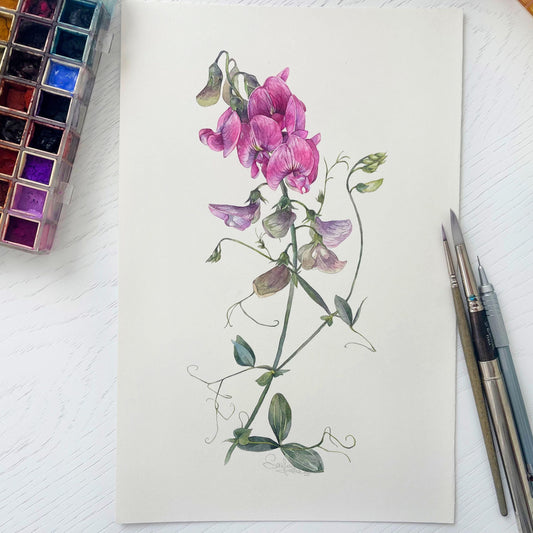 Sweet Pea Wildflowers. Original watercolor painting.