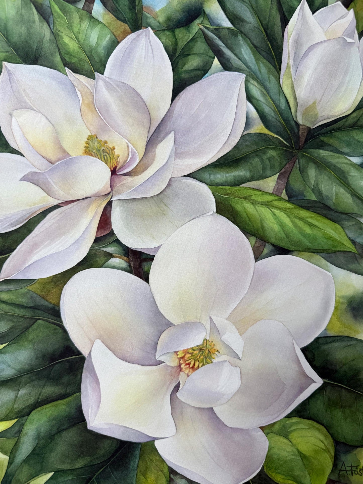 Southern Magnolias. Original watercolor painting.