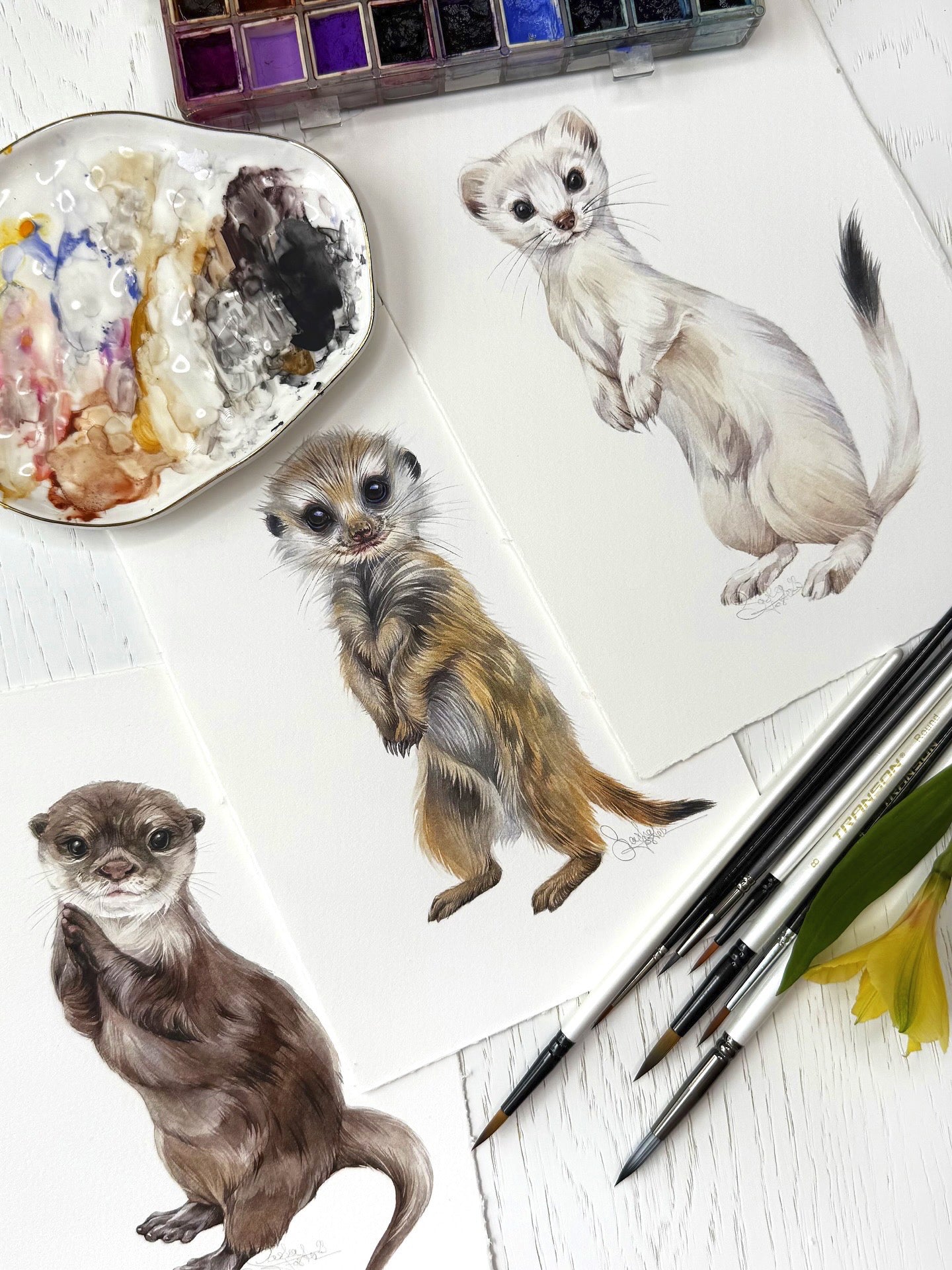 Baby Meerkat. Original watercolor painting.