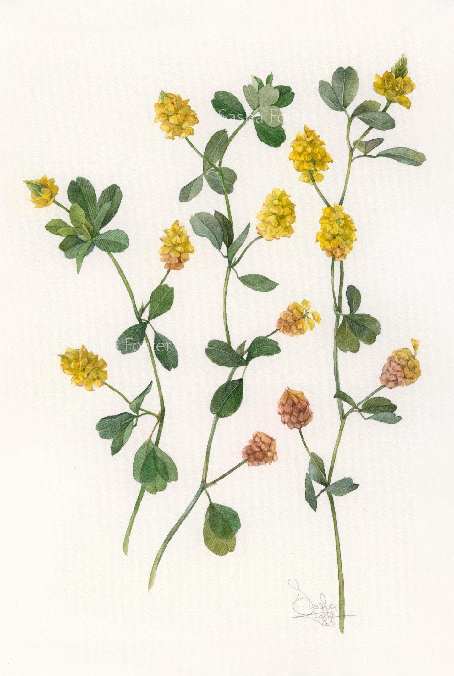 Yellow wildflowers. Original watercolor painting.