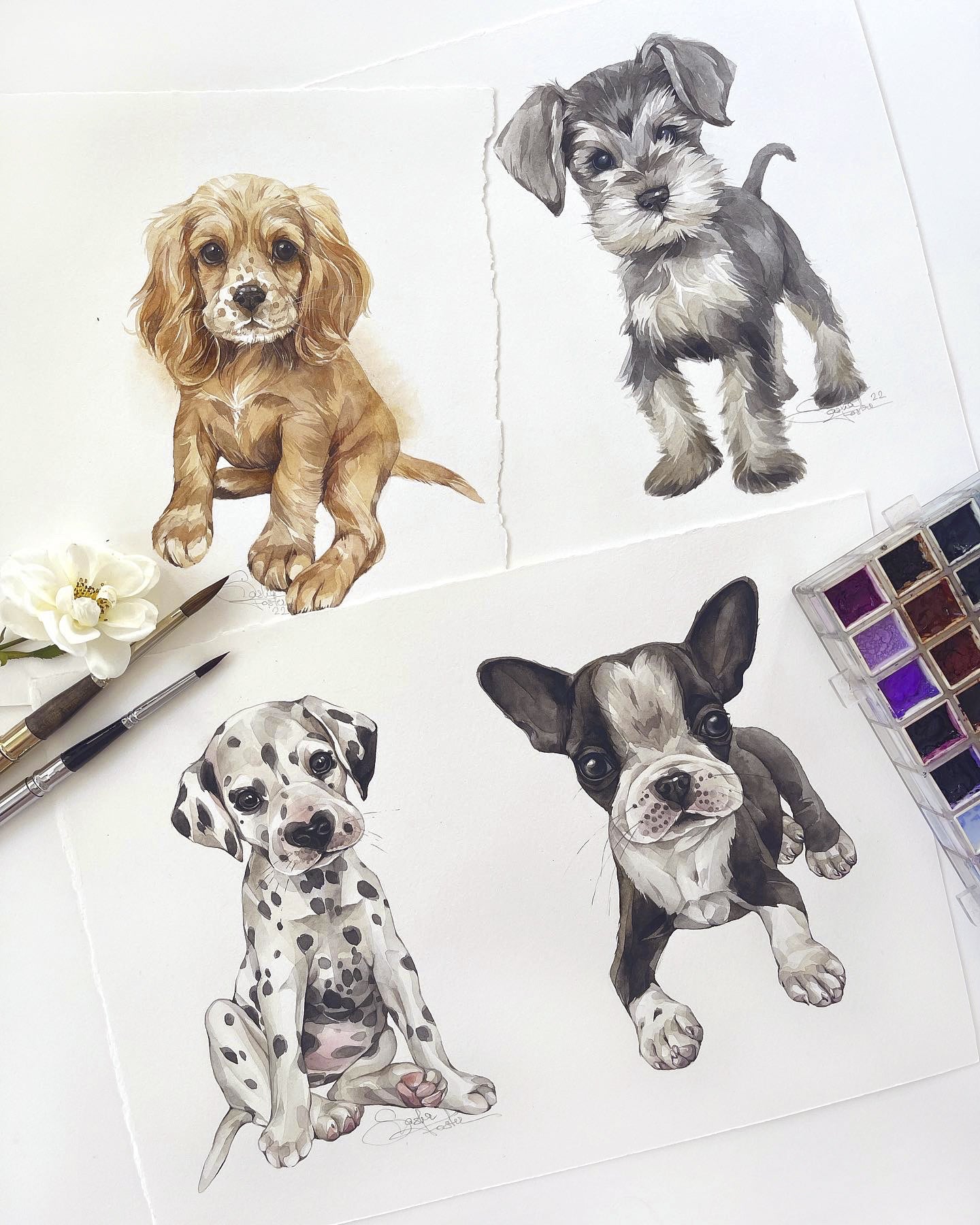 Baby Cocker Spaniel. Original watercolor painting.