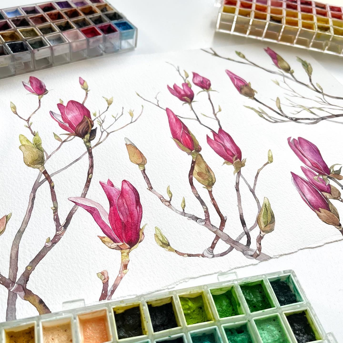 Spring Magnolia Buds. Original watercolor painting.