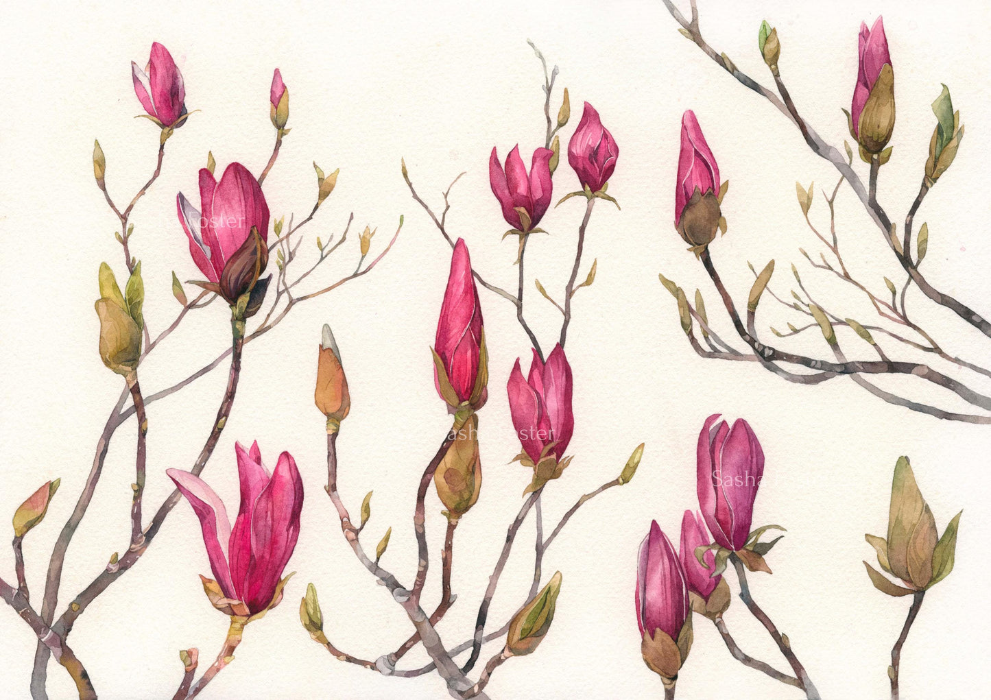 Spring Magnolia Buds. Original watercolor painting.