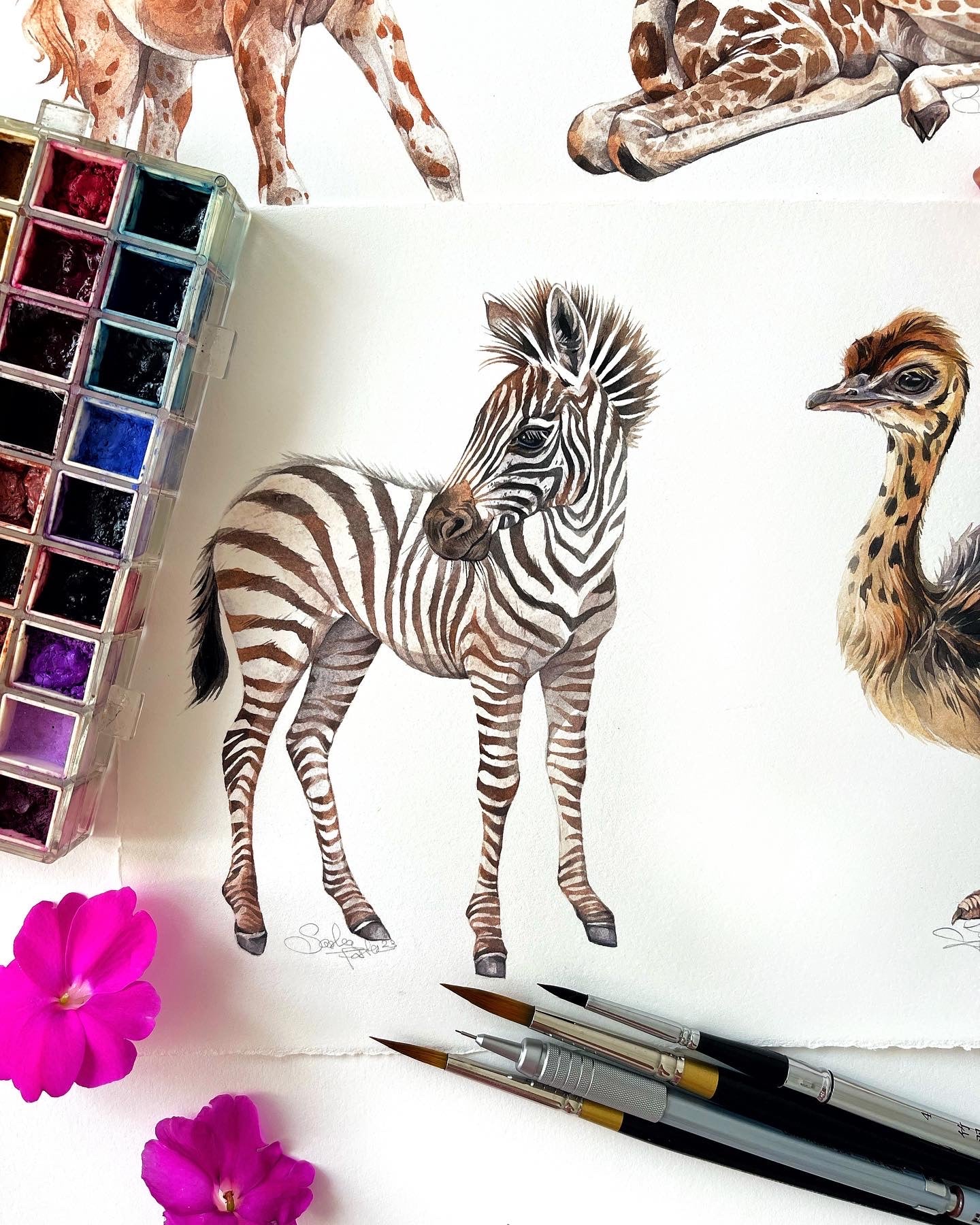 Baby Zebra. Original watercolor painting.