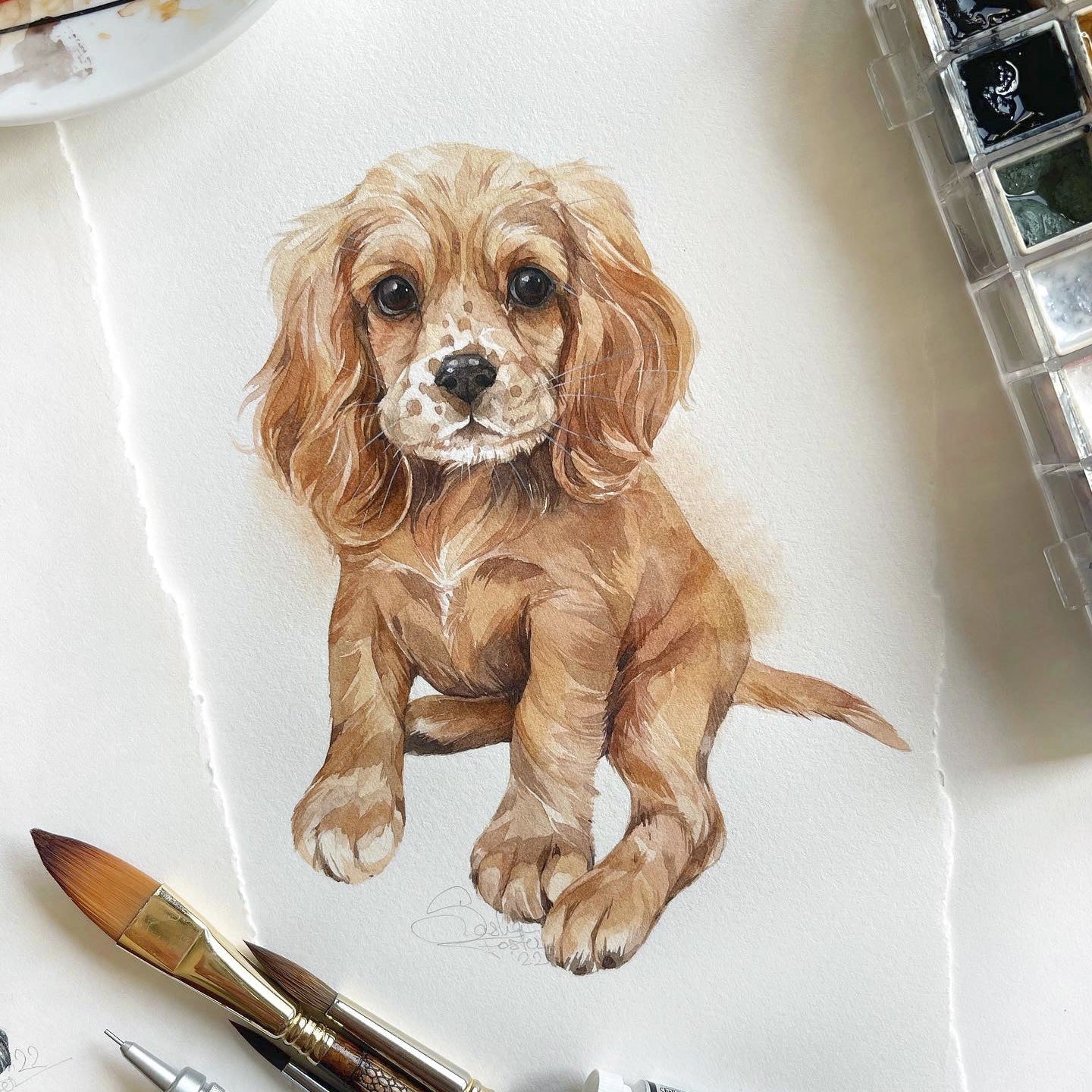 Baby Cocker Spaniel. Original watercolor painting.