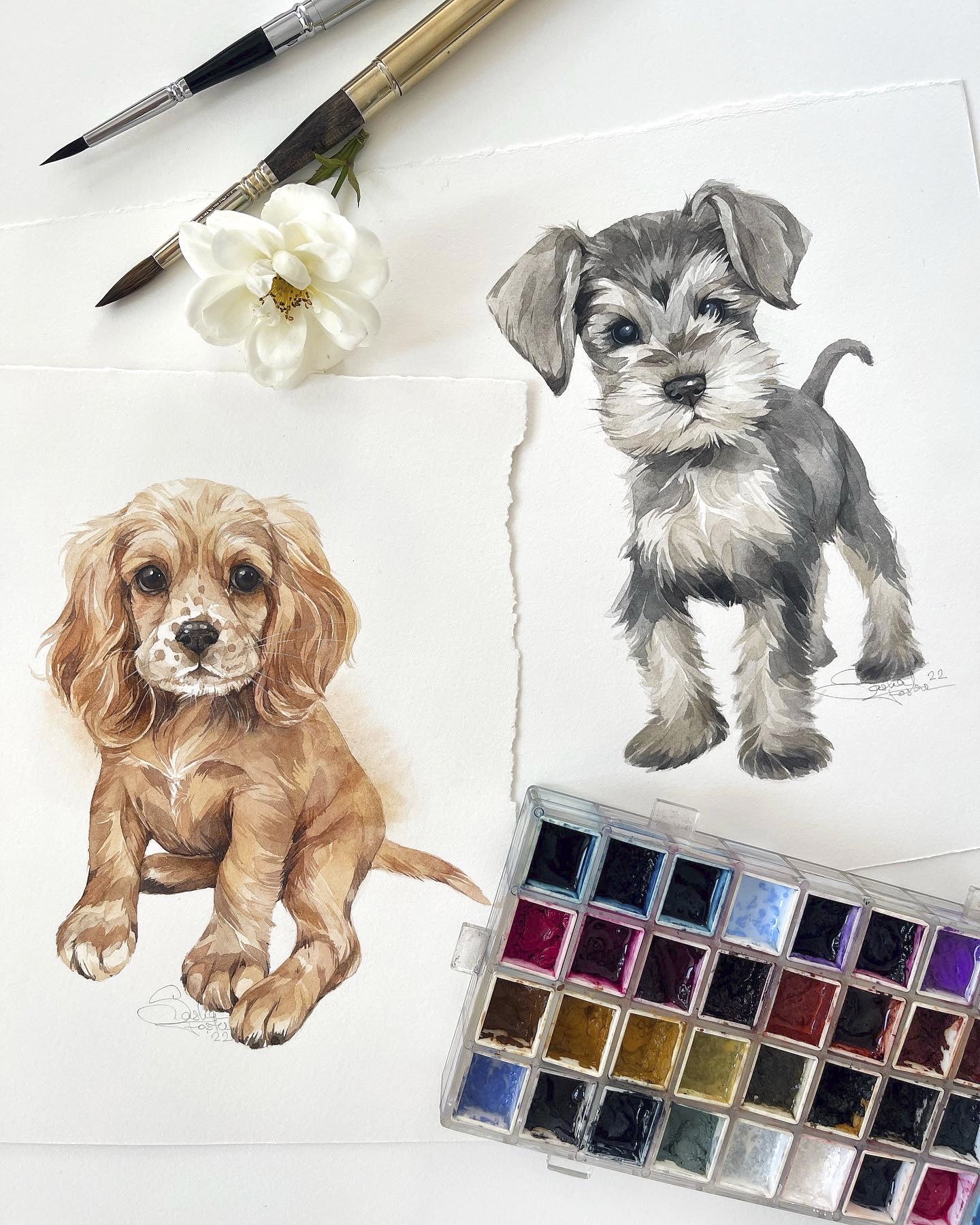 Baby Schnauzer. Original watercolor painting.