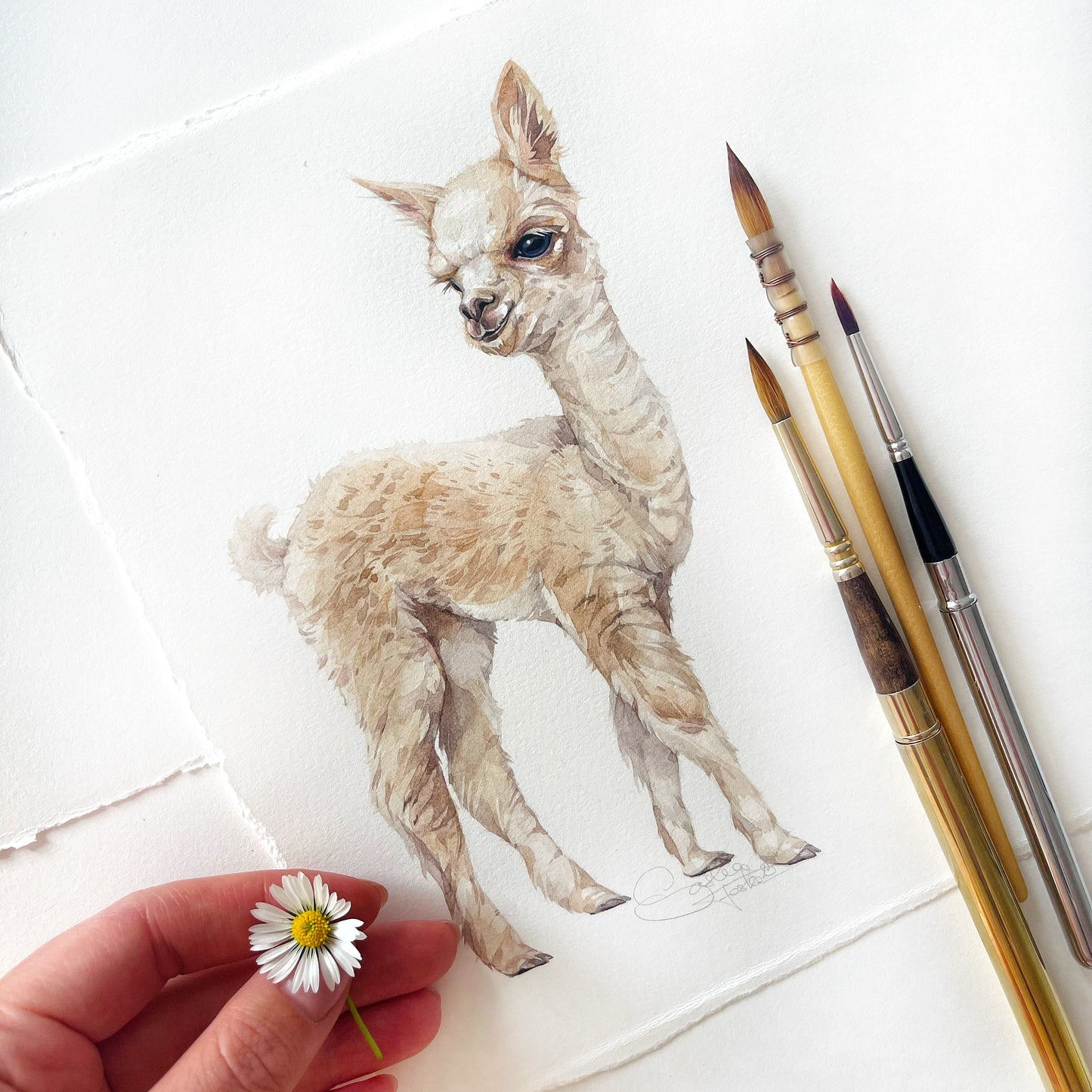 Baby Alpaca. Original watercolor painting.