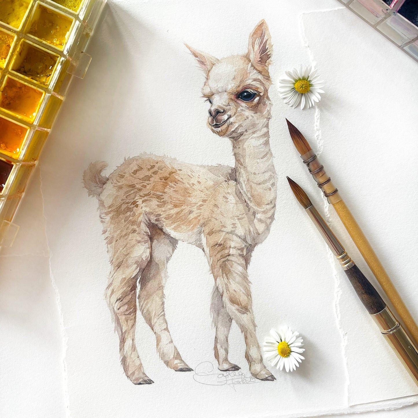 Baby Alpaca. Original watercolor painting.
