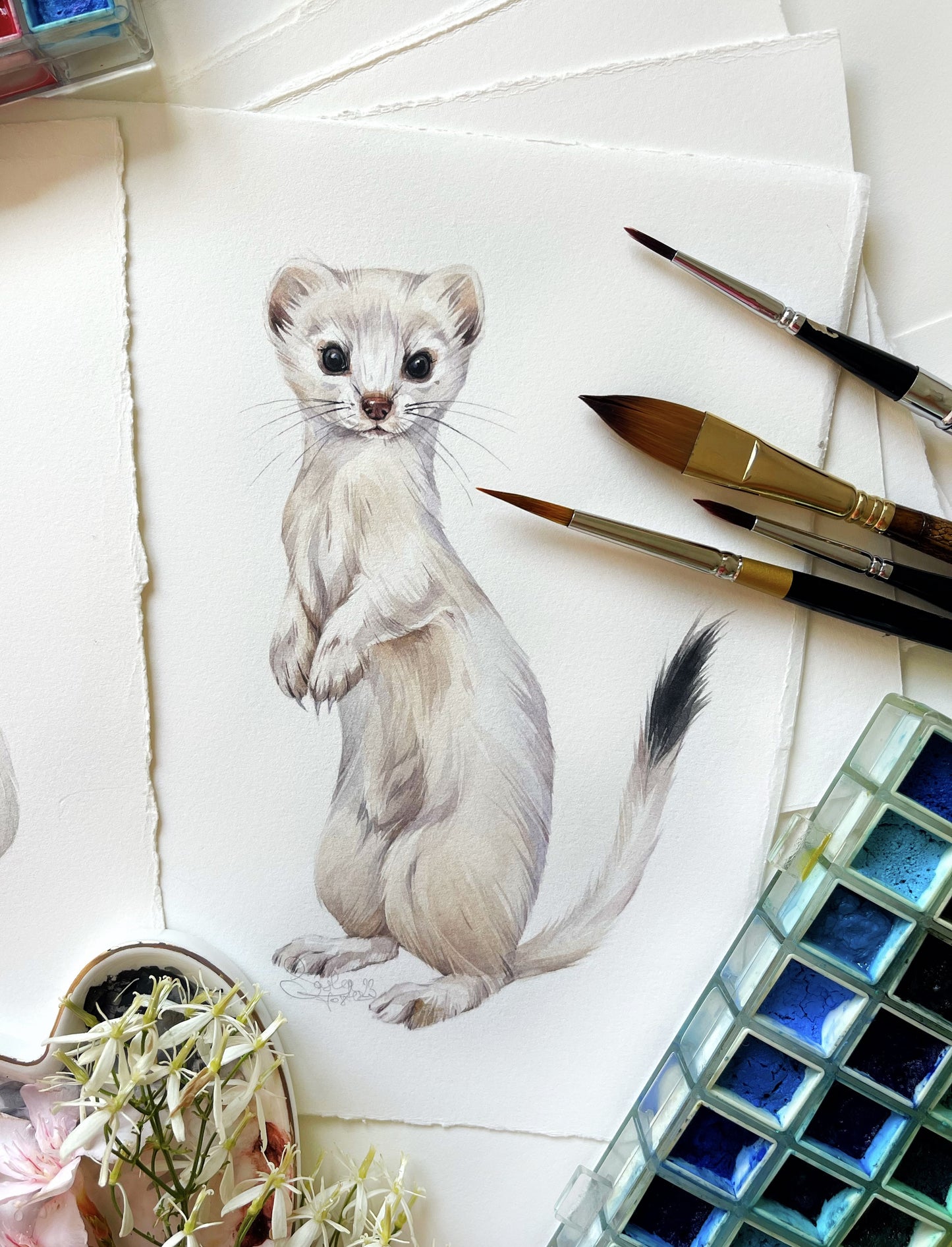 Baby Ermine. Original watercolor painting.