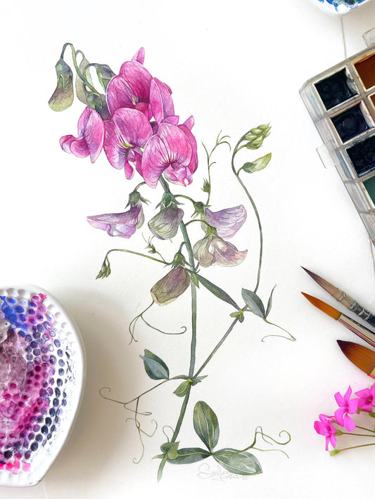 Sweet Pea Wildflowers. Original watercolor painting.