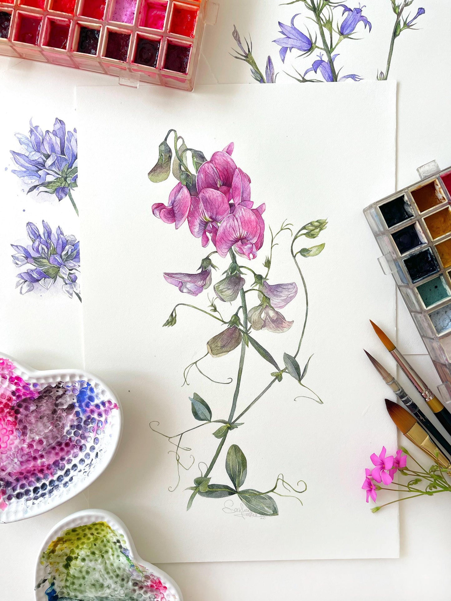 Sweet Pea Wildflowers. Original watercolor painting.