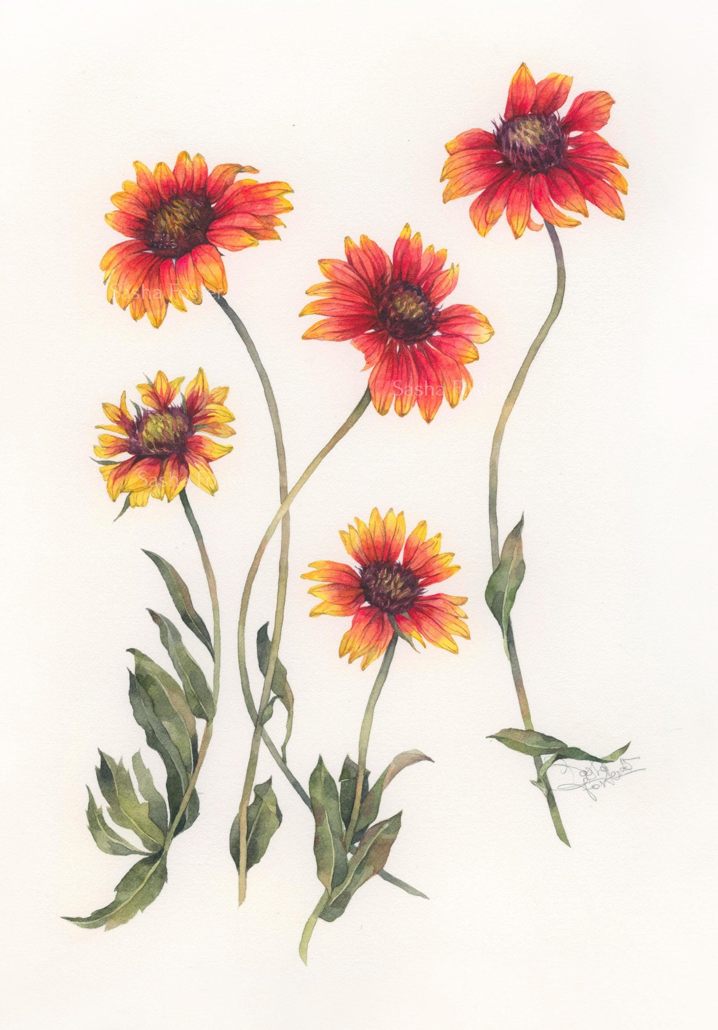 Dance of the Firewheels. Original watercolor painting.