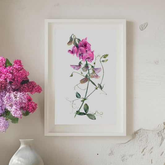 Graceful Sweet Pea. Fine Art Print.